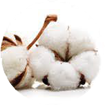 Organic Cotton Kumaş